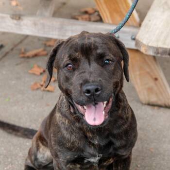 Pit Bull Terrier Dogs Available for Adoption - Georgia | PetCurious