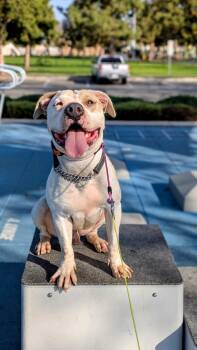Pit Bull Terrier Dogs Available for Adoption - Forrest  | PetCurious