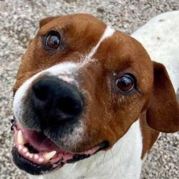 Rescue Beagle and Mixed Breed Dogs for Adoption in Aledo, Texas - Jessie | PetCurious