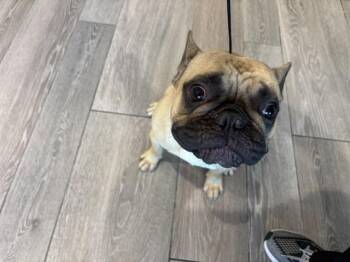 BISCUT -  French Bulldog Dog for Adoption in Rowlett, Texas - BISCUT | PetCurious