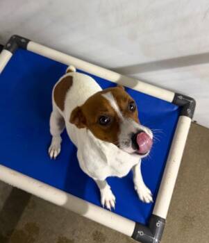 Ritta -  Terrier and Jack Russell Terrier Dog for Adoption in Lagrange, Indiana - Ritta | PetCurious