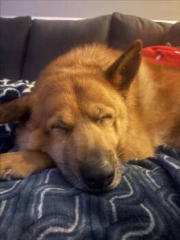 PLAYER -  German Shepherd Dog and Mixed Breed Dog for Adoption in Derwood, Maryland - PLAYER | PetCurious