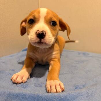 Labrador Retriever and Mixed Breed Dogs Available for Adoption in Tampa, Florida - Mackerel | PetCurious