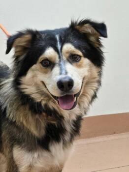 Kiddo -  Shepherd Dog for Adoption in Kennewick, Washington - Kiddo | PetCurious