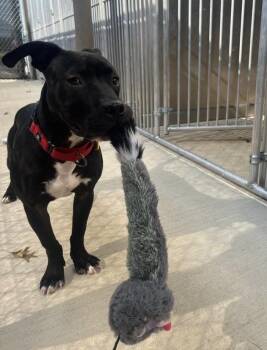 Rescue Pit Bull Terrier Dogs for Adoption in Ashland, Ohio - Twister | PetCurious