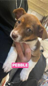 Chihuahua and Miniature Pinscher Dogs Available for Adoption - JV Pebble | PetCurious