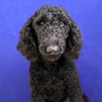 Rescue Standard Poodle Dogs for Adoption in Fort Davis, Texas - Sir Charlie | PetCurious