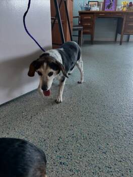 Rescue Mixed Breed Dogs for Adoption in Columbus, Indiana - Leonard | PetCurious