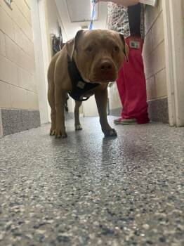 Jax -  Pit Bull Terrier Dog for Adoption in Burgaw, North Carolina - Jax | PetCurious