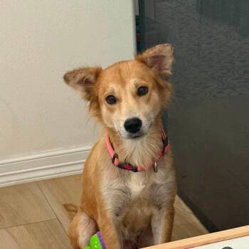 Tina -  Golden Retriever Dog for Adoption in Plainfield, Connecticut - Tina | PetCurious