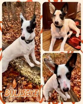 Rescue Mixed Breed Dogs for Adoption in Lancaster, New York - Bullseye | PetCurious