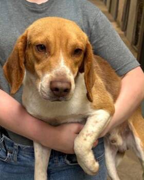 Woodstock -  Beagle and Mixed Breed Dog for Adoption in Bowling Green, Kentucky - Woodstock | PetCurious