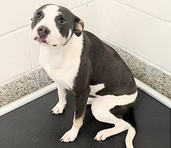 Labrador Retriever Dogs Available for Adoption in Houston, Texas - FOXTROT | PetCurious