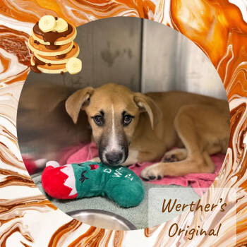 Rescue Labrador Retriever and Shepherd Dogs for Adoption in Austin, Texas - Werthers Original | PetCurious