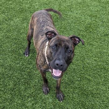 Blossom -  Mixed Breed Dog for Adoption in Pittsburgh, Pennsylvania - Blossom | PetCurious
