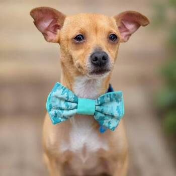 Dario -  Chihuahua Dog for Adoption in Fairfield, Connecticut - Dario | PetCurious