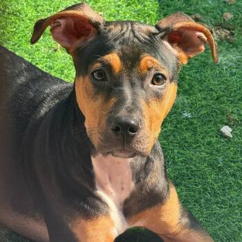 TEZ -  Pit Bull Terrier Dog for Adoption in Birmingham, Alabama - TEZ | PetCurious