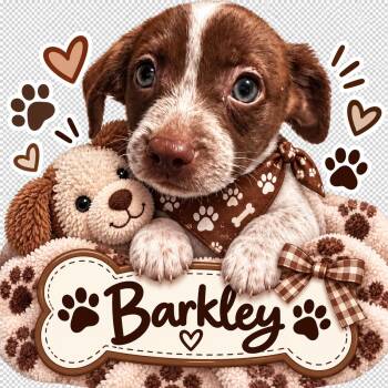 Barkley -  Chihuahua Dog for Adoption in San Antonio, Texas - Barkley | PetCurious