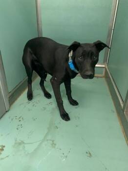 Rescue Labrador Retriever and Pit Bull Terrier Dogs for Adoption in Moreno Valley, California - A546544 | PetCurious