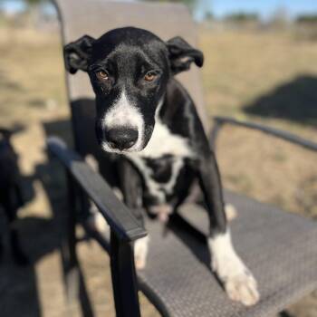 Rescue Border Collie and Hound Dogs for Adoption in Pottsboro, Texas - Tortellini | PetCurious