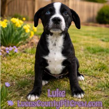 Australian Shepherd and Labrador Retriever Dogs Available for Adoption - Luke | PetCurious