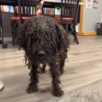 Mixed Breed Dogs Available for Adoption in York, Pennsylvania - YORK-Stray-15383 | PetCurious