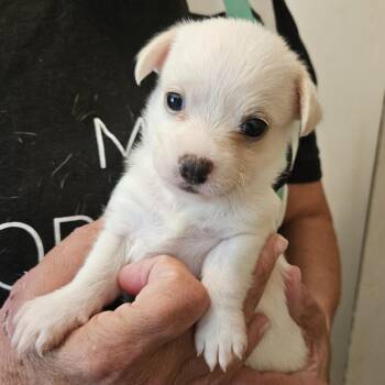 Grits -  Chihuahua and Mixed Breed Dog for Adoption in Fairfax Station, Virginia - Grits | PetCurious