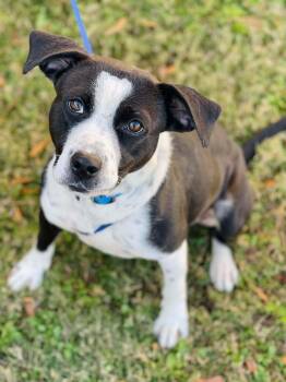 Pit Bull Terrier Dogs Available for Adoption in Naperville, Illinois - Sage | PetCurious