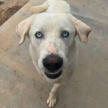 Labrador Retriever and Great Pyrenees Dogs Available for Adoption - Vanilla Ice | PetCurious