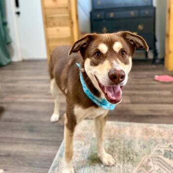 German Shepherd Dog and Husky Dogs Available for Adoption in Friendswood, Texas - Jesse Bear Built Like Your Best Friend | PetCurious