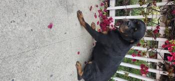 Rescue Rottweiler Dogs for Adoption in Torrance, California - Unicorn | PetCurious