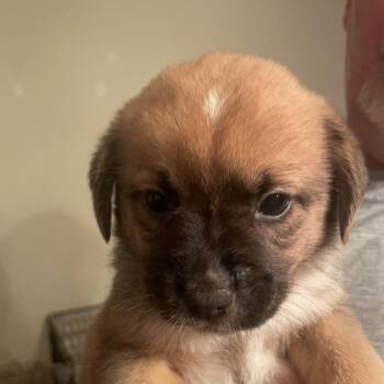 Fred -  Chow Chow and Australian Shepherd Dog for Adoption in Fairfax Station, Virginia - Fred | PetCurious