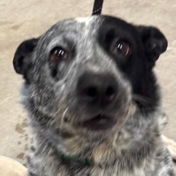 111915 -  Mixed Breed Dog for Adoption in Las Cruces, New Mexico - 111915 | PetCurious