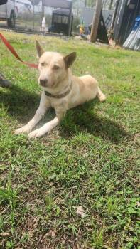 Husky and Mixed Breed Dogs Available for Adoption in Alamo, Tennessee - Ziva AKA Ilene | PetCurious
