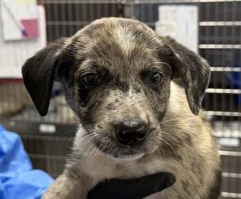 Flare -  Mixed Breed Dog for Adoption in Fort Worth, Texas - Flare | PetCurious