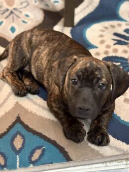COCOA BEAN -  Bloodhound and Dachshund Dog for Adoption in Burbank, California - COCOA BEAN | PetCurious