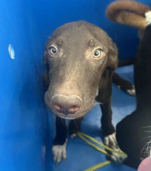 Rescue Mixed Breed Dogs for Adoption in Dallas, Texas - CHOCOLATE | PetCurious