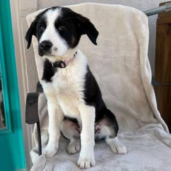 Border Collie Dogs Available for Adoption - Peach Pit | PetCurious