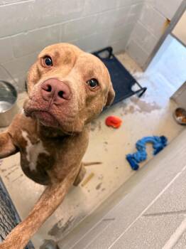 Roscoe -  Pit Bull Terrier Dog for Adoption in Camden, Tennessee - Roscoe | PetCurious