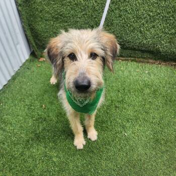 Poodle Dogs Available for Adoption in Oak Point, Texas - Ruben | PetCurious