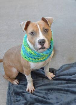 Taco Bell -  Pit Bull Terrier Dog for Adoption in Mckinney, Texas - Taco Bell | PetCurious