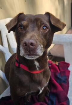 Bryce -  Basset Hound and Labrador Retriever Dog for Adoption in Pottsville, Pennsylvania - Bryce | PetCurious