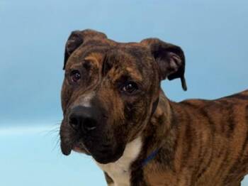 Bruce -  Great Dane and Mixed Breed Dog for Adoption in Golden Valley, Minnesota - Bruce | PetCurious