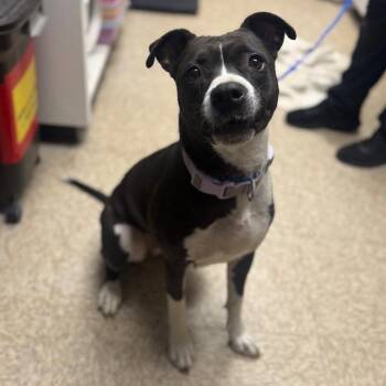 Pit Bull Terrier Dogs Available for Adoption - Elsa | PetCurious