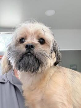 Cairn Terrier and Havanese Dogs Available for Adoption in Richland Hills, Texas - Maisy | PetCurious