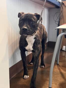 Boxer Dogs Available for Adoption in Austin, Texas - Pippa | PetCurious