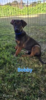 Bobby -  Belgian Shepherd Malinois and Doberman Pinscher Dog for Adoption in Woodland, California - Bobby | PetCurious