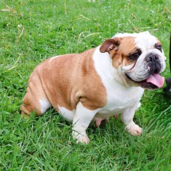 English Bulldog Dogs Available for Adoption - Midnight   | PetCurious