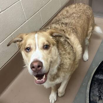 BiggE -  Mixed Breed Dog for Adoption in Reno, Nevada - BiggE | PetCurious