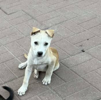 Labrador Retriever and Carolina Dog Dogs Available for Adoption - Aggie | PetCurious